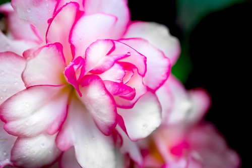 花びらに水滴が残るピンクと白の二色のお花の接写